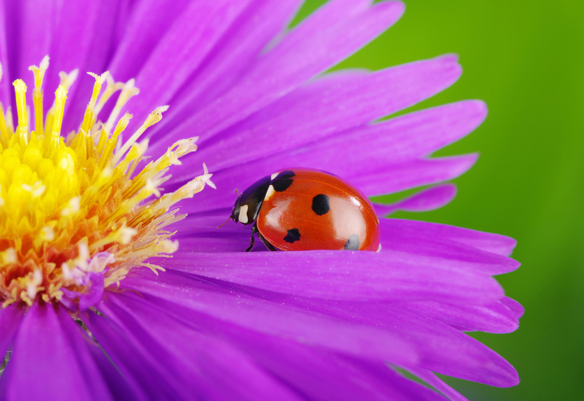 Ladybug