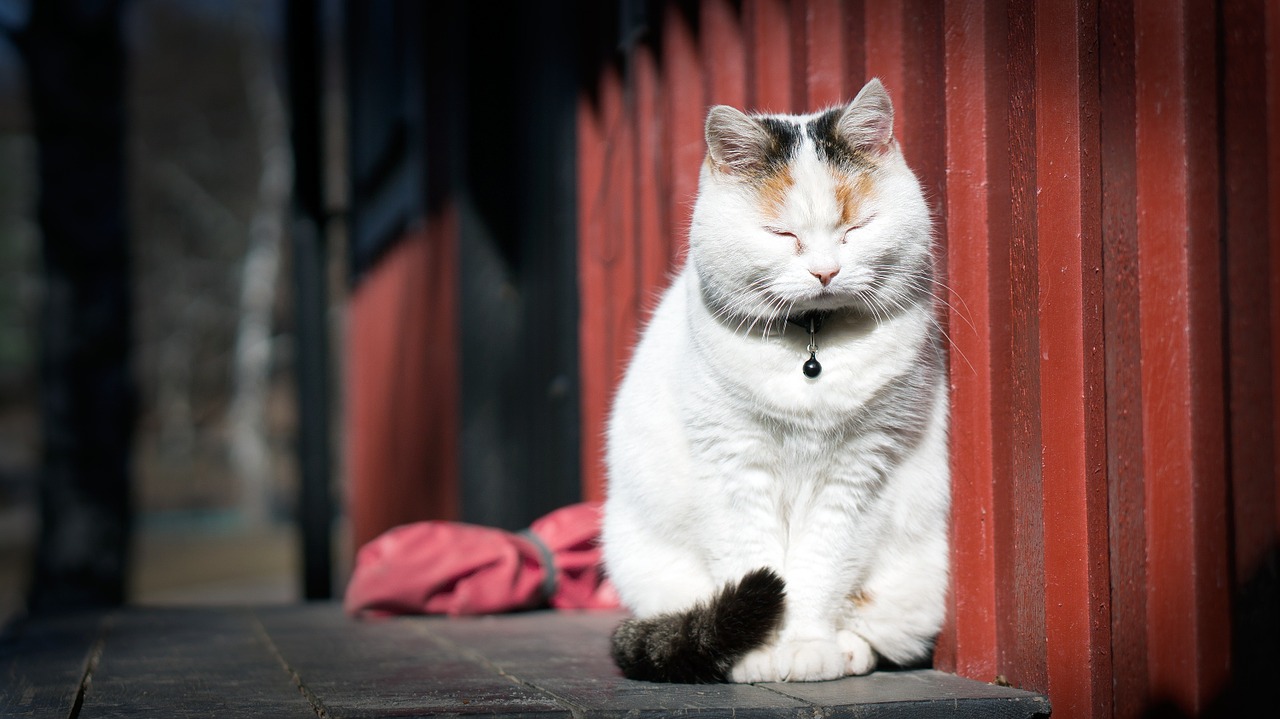 cat meditate