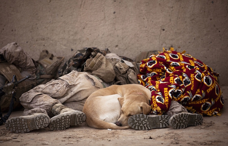 military security dog