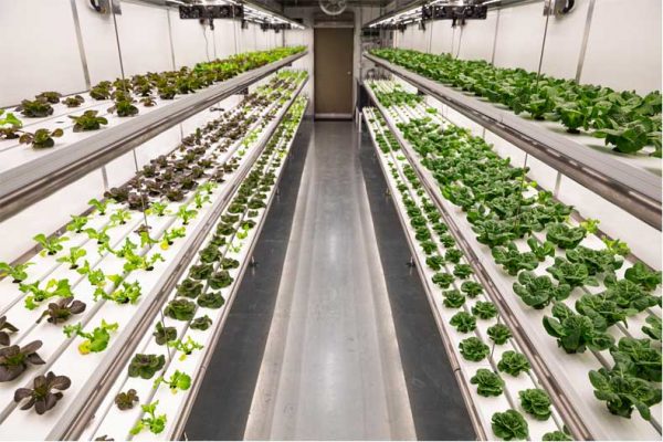 Could The Future Of Farming Be Indoors? | Founder's Guide