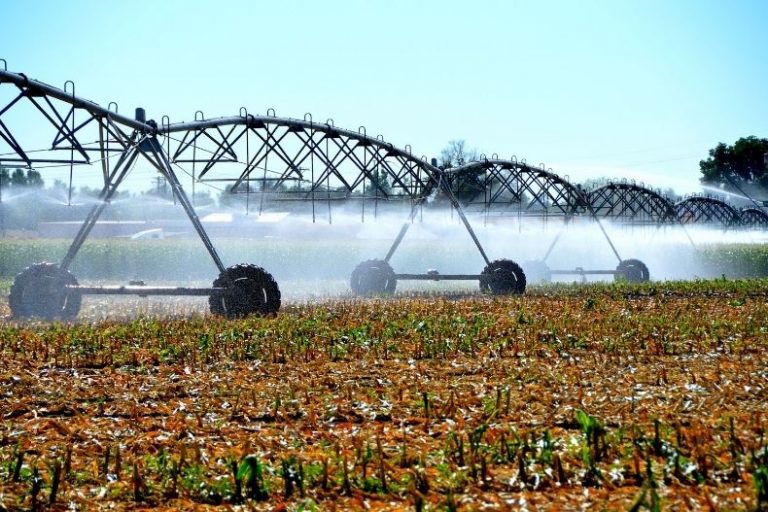 Five Ways to Artificially Supply Plants with Water