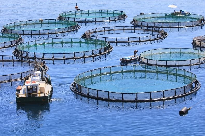 6 Reasons Why You Should Invest in a Fish Farm Now
