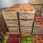 Best Practices for Shipping Fresh Foods