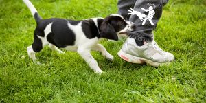 How To Maximize Compensation For A Dog Bite Claim 